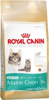 ���� ����� ���� ��� ����� ���� ����� �� 3 �� 15 ������� (499020 Kitten Maine Coon 36), ��. 2 ��